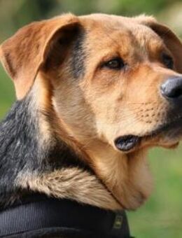 ARCO - traumhafter Jungrüde 🐶❤️ - Neudenau