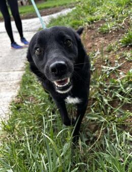 Soziale AMBRA sucht Familie fürs Leben♥️ - München