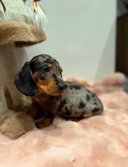 Zwergdackel Welpen Black Tan / Tiger suchen - Mechernich