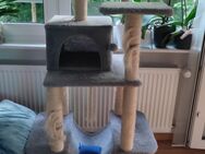 Perse Katze zu verkaufen - Offenburg