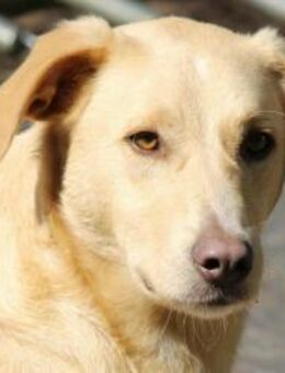 Nemo auf Pflegestelle in Hessen - Bad Vilbel