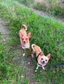 Junger Chihuahua Rüde kastriert such seine Menschen in 10115