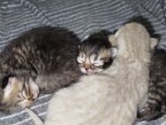BKH Kitten zu verkaufen - Wetzlar