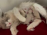 Deckkater Ragdoll - 1 Jahr jung & bereit für Damenbesuch - Siegen (Universitätsstadt)