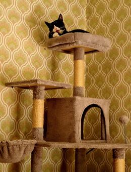Süße Hauskatze - Attendorn (Hansestadt)