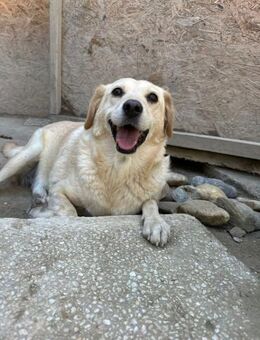 Bora, blonde Schönheit, ca. 9 Jahre, ca. - Vaterstetten