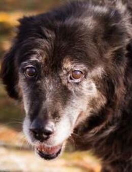 OldLady♥Srećka♥ hat Sehnsucht nach Liebe - Hamburg