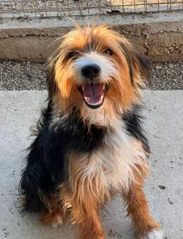 Atochum ein toller Familienhund - Lübeck