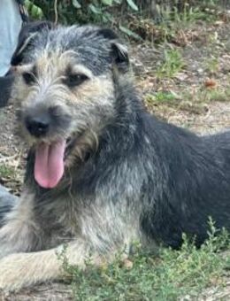 Ralf wartet auf ein liebevolles Zuhause - Nordwalde