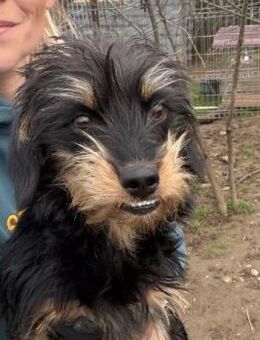 zauberhafte, liebe Hündin Rami - Kallmünz