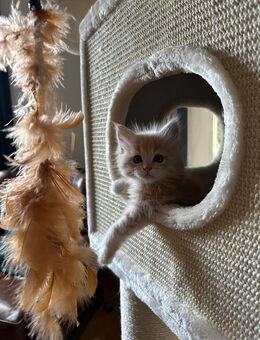 🐾 4 Maine Coon x Sibirische Waldkatze Kitten suchen ein liebevolles Zuhause 🐾 - Blankenheim (Nordrhein-Westfalen)