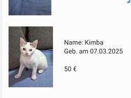 Sehr süße Kätzchen abzugeben - Pforzheim