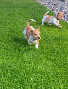 Jack Russel Welpen - Dingelstädt