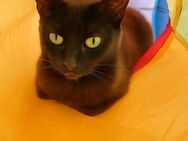 🐱Kleine Schmusekatze Sonia 💕 - Eislingen (Fils)