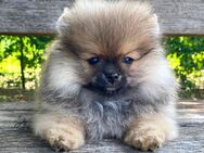 Zwergspitz Pomeranian Welpen mit Ahnentafel - Haltern (See)