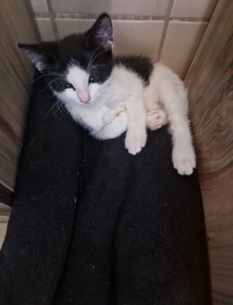 Zwei Babykatzen - Nettelsee