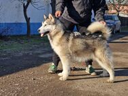 Ayk - verspielter familienfreundlicher Alaskan Malamute Rüde - Holzgerlingen