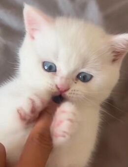 britisch kurz haar kitten - Hannover