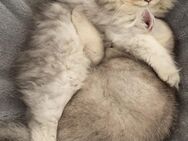 Süße Babykatzen suchen ein neues Zuhause😍 - Castrop-Rauxel