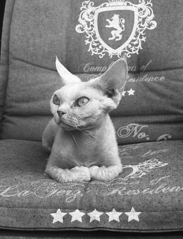 Kater Xavi 3 Jahre alt kastriert - Wittlich