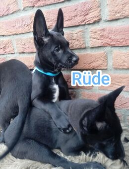 Malinois Welpen Belgischer Schäferhund - Mönchengladbach