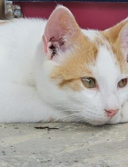 Verschmuster Nikos sucht Zuhause - Bergkirchen