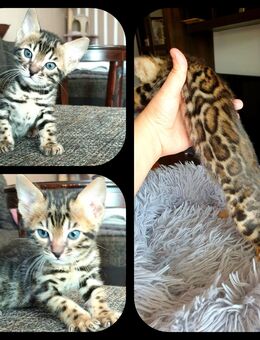 Bengal kitten mit Stammbaum - Ingolstadt