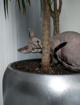 Devon Rex Kitten - Rheda-Wiedenbrück