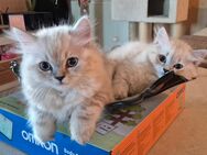 BLH Point Kitten mit blauen Augen