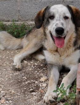 Markos - ein wunderschöner Schatz - Krefeld