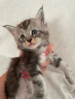 Maine Coon kitten Reinrassig - Kraichtal