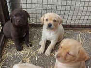 Labradorwelpen suchen ein neues zuhause - Wallerstein