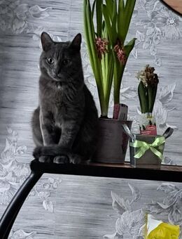 Safir ein Kater wie keiner - Augsburg