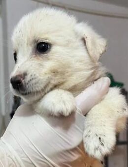 Sirius 💕 - Kallmünz