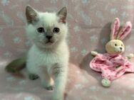 BKH Kitten - Lage Zentrum