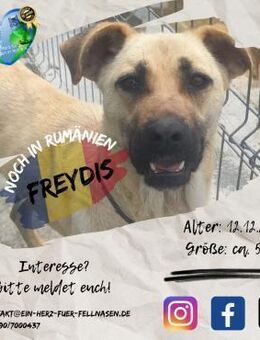 FREYDIS - wo findet sie die große Liebe? - Waakirchen