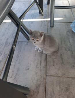 1 Baby Katze sucht neues Zuhause ab dem 08.12.25. - Aichstetten