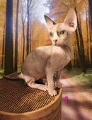 Sphynx Katzen Kinder (weiblich) suchen ein neues Zuhause in 12627