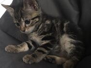 2 Kitten suchen noch - Schermbeck