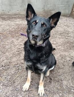 Samy ist ein absolutes Goldstück - Schnarup-Thumby