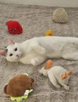 Mr. Snow sucht sein Spielzeugparadies - Ellerbek