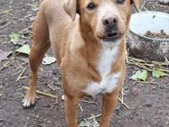 Zarte Seele, Vizsla Mix Hündin - Kappeln (Schleswig-Holstein)