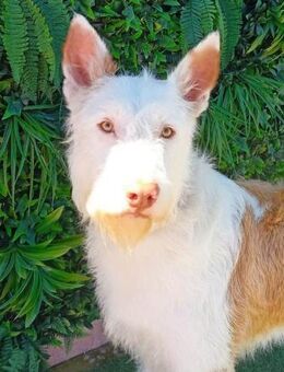 Dudley ist ein dankbarer und lieber Hund - Laatzen