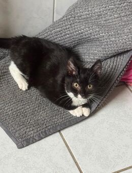 BKH Weibchen - Essen