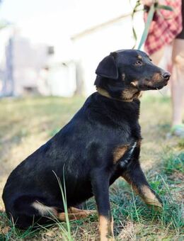 ruhige Nuri sucht ihren Menschen - Augsburg