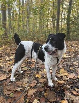 Bandit - wartet in Köln auf sein Zuhause - Köln