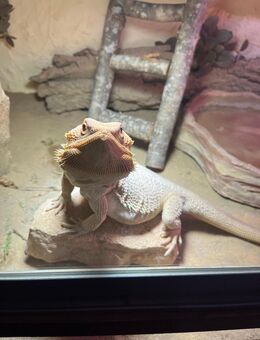 Bartagame mit Terrarium - Krefeld