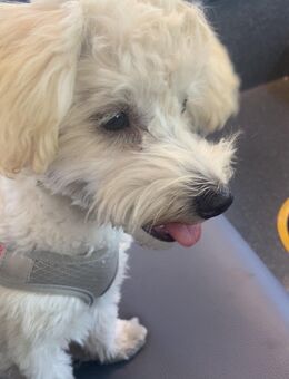 Maltipoo abzugeben - Marl (Nordrhein-Westfalen)