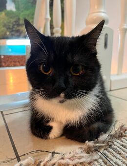 Katzen Mädchen - Hamburg