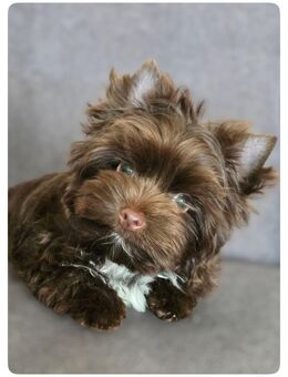 Wunderschöner Yorkshire Terrier Rüde in Traumfarbe mit Ahnentafel - Türkheim
